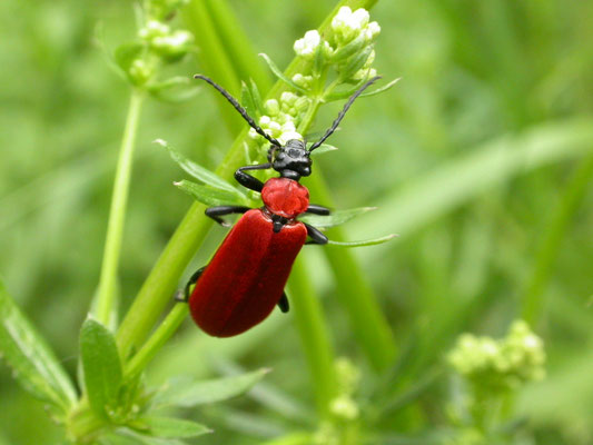 zwartkopvuurkever (Pyrochroa coccinea)