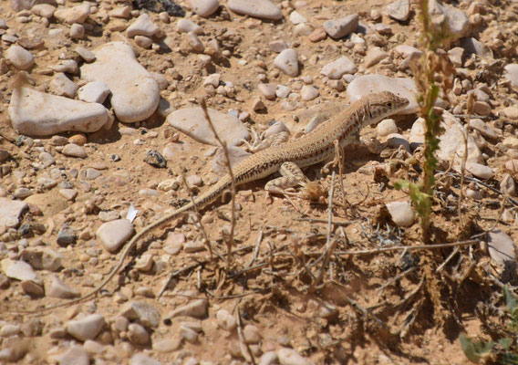 Acanthodactylus boskianus