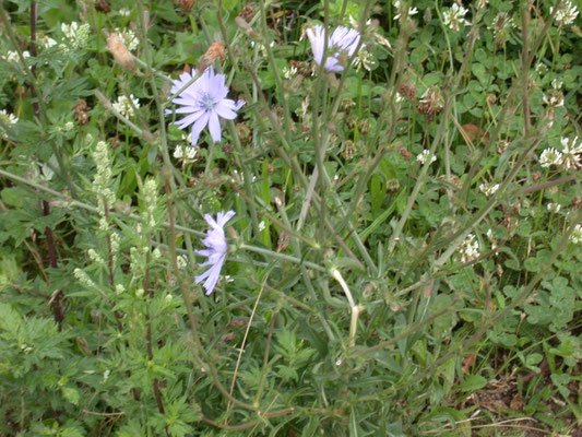 Cichorium intybus - Wilde cichorei