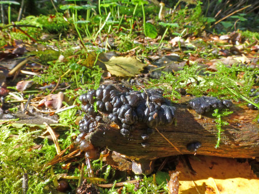 Exidia plana - Zwarte trilzwam