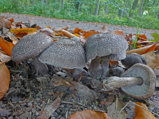 Tricholoma squarulosum - Spikkelsteelridderzwam