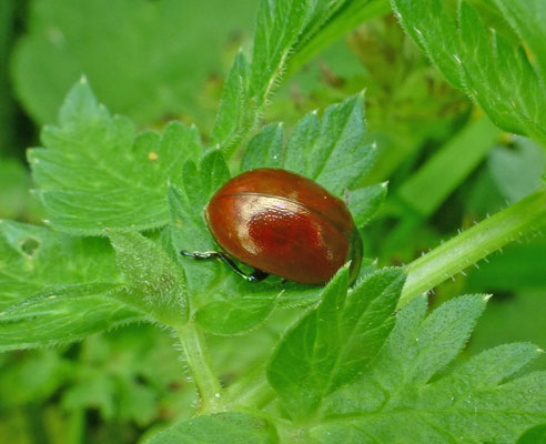 Chrysolina polita - Moertje