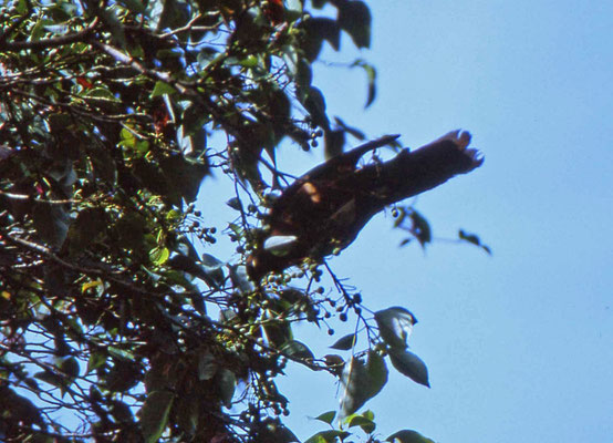 Brown Cuckoo-dove