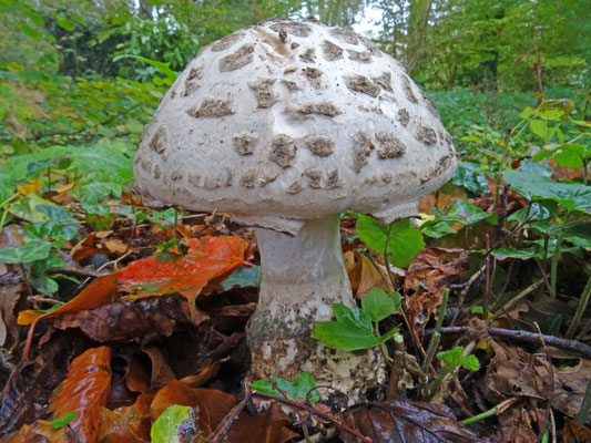 Amanita strobiliformis - Franjeamaniet