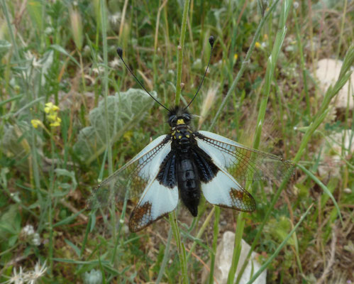 Libelloides ottomanus