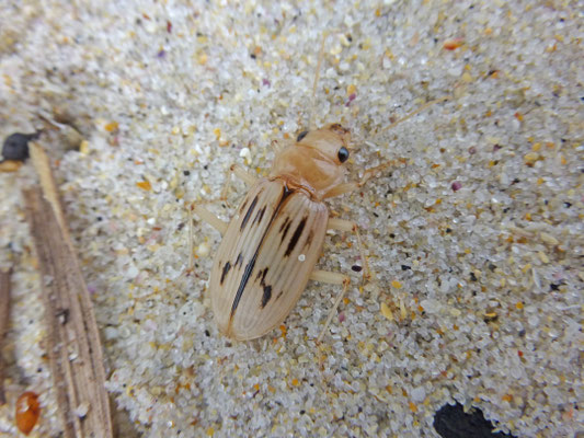 Nebria complanata