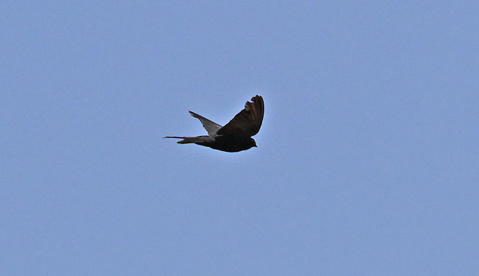 Psalidoprodocne obscura - Fanti Saw-Wing