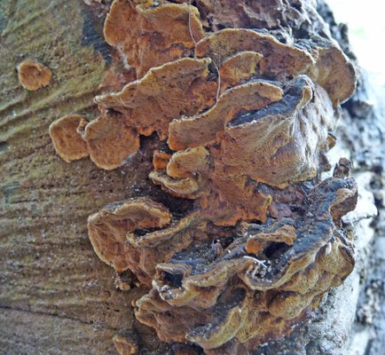 Phellinus conchatus - Bruinzwarte vuurzwam