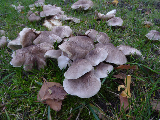 Tricholoma scalpturatum - Zilvergrijze ridderzwam