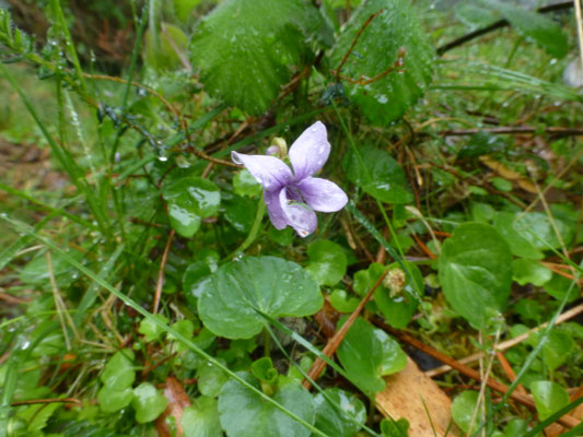 Viola palustris - Moerasviooltje