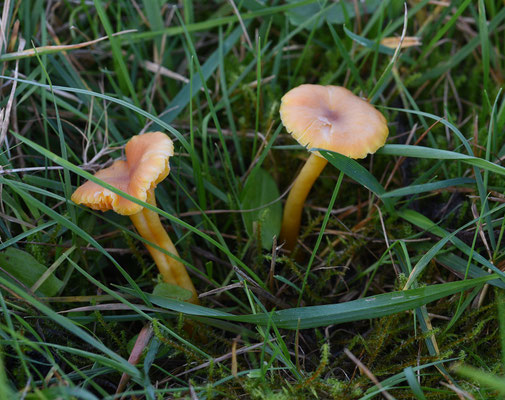 Hygrocybe reidii - Honingwasplaat