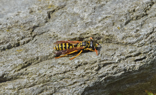 Polistes dominula - Franse veldwesp
