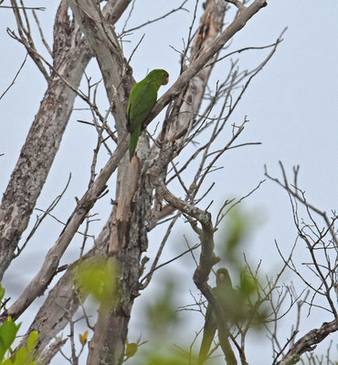 White-eyed Parakeet