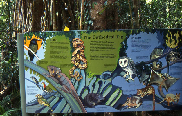 Cathedral Figtree