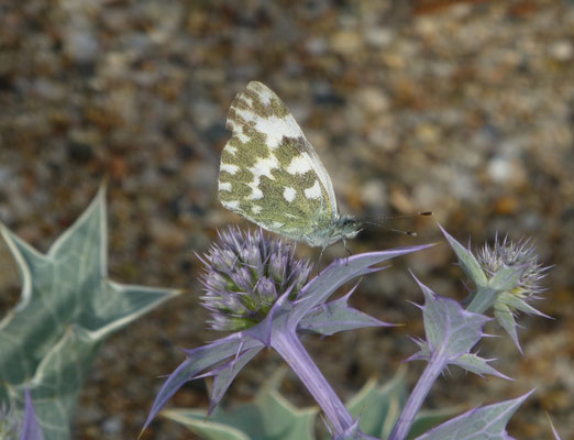 Pontia daplidice