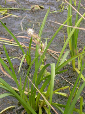 Sparganium emersum - Kleine egelskop