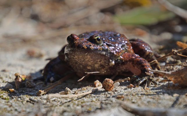 Discoglossus sardus - Tyrrheense schijftongkikker