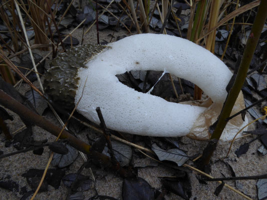 Phallus hadrianus - Duinstinkzwam