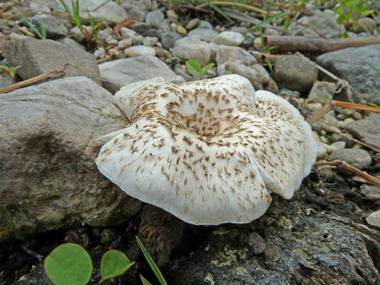 Lentinus tigrinus -Tijgertaaiplaat