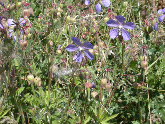Geranium pratense - Beemdooievaarsbek