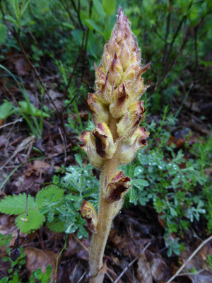 Orobanche gracilis