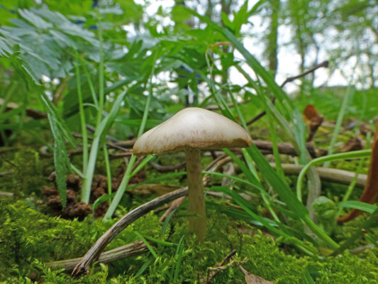 Psathyrella spadiceogrisea - Vroege franjehoed
