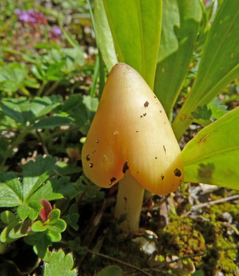 Hygrocybe acutoconica - Puntmutswasplaat