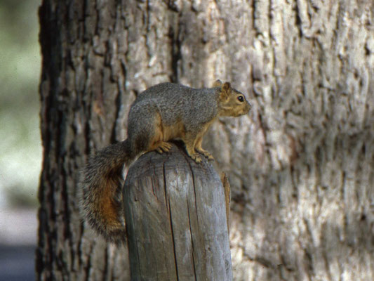 Gray Squirrel