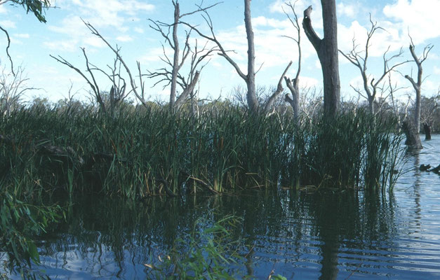 Gump Swamp, Forbes