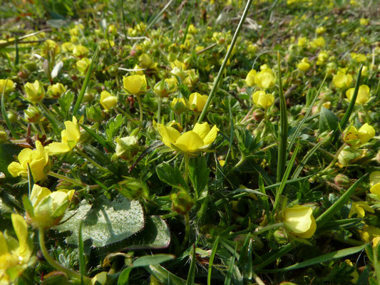 Potentilla  tabernaemontani - Voorjaarsganzerik