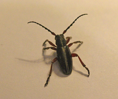 Pedestredorcadion pedestre