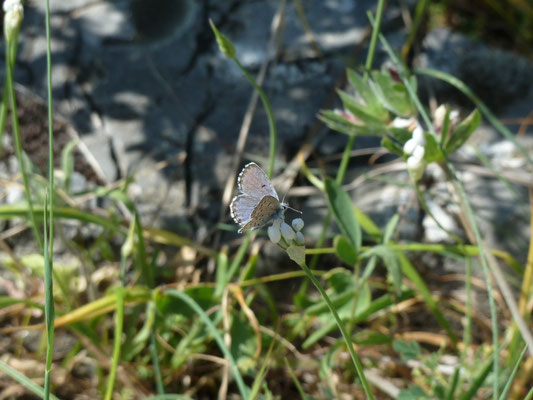 Pseudophilotes vicrama