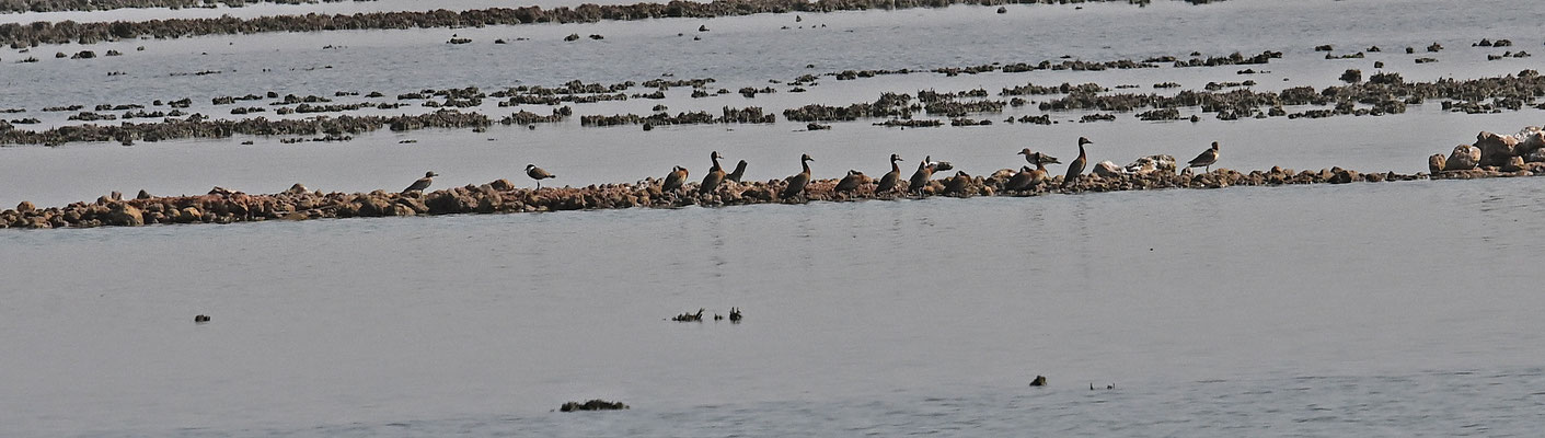 Dendrocygna viduata - White-faced Whistling Duck