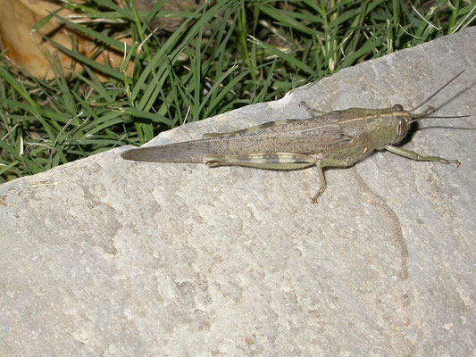 Anacridium aegyptium
