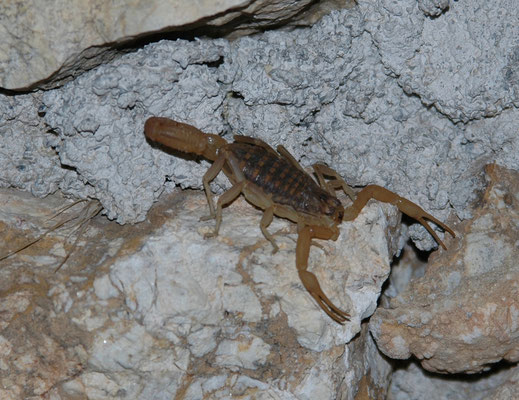 Mesobuthus gibbosus