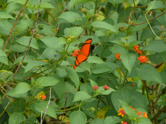 Dryas julia
