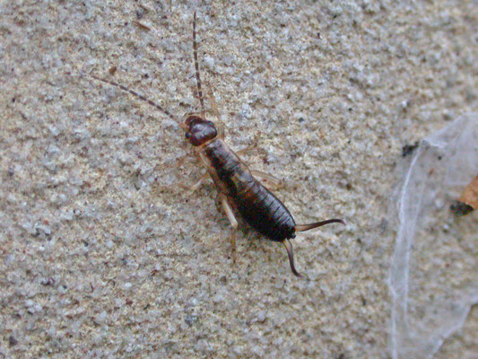 Forficula auricularia - Gewone Oorworm