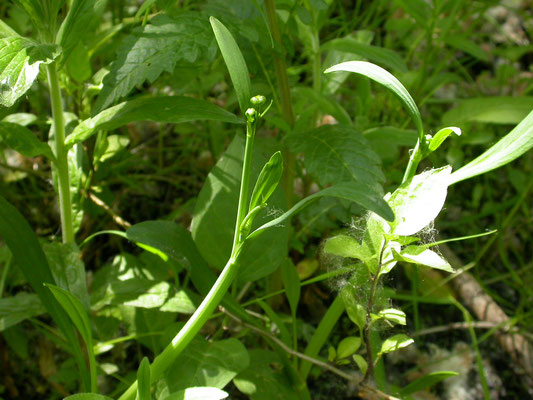 Ranunculus lingua - Grote boterbloem
