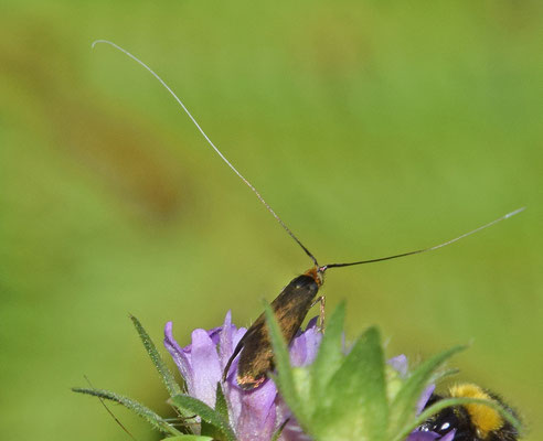 Nemophora metallica - Gouden langsprietmot