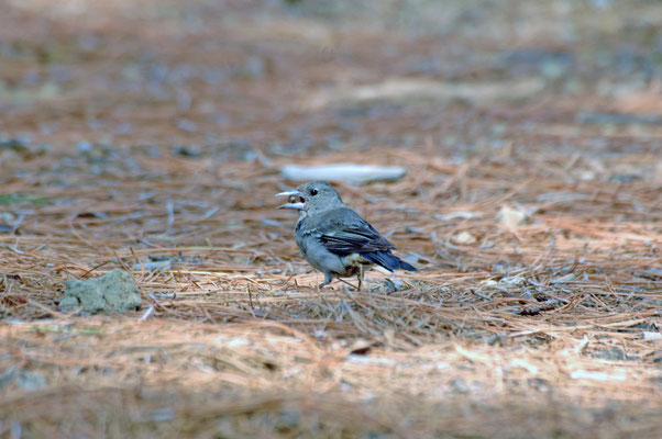 Blauwe vink