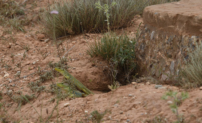 Parelhagedis