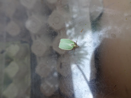 Tortrix viridana - Groene eikenbladroller