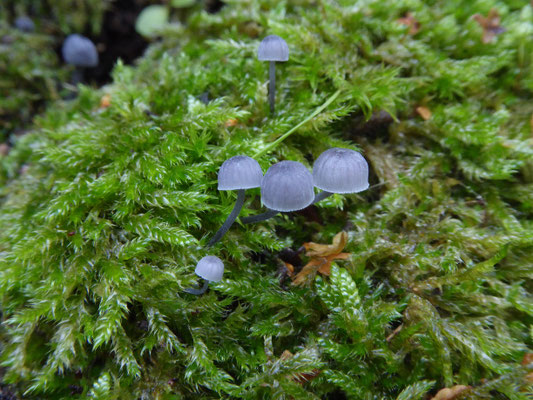 Mycena pseudocorticola - Blauwgrijze schorsmycena