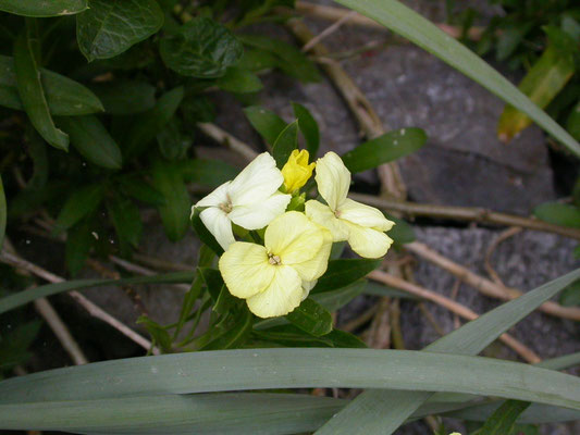 Erysimum cheiri - Muurbloem