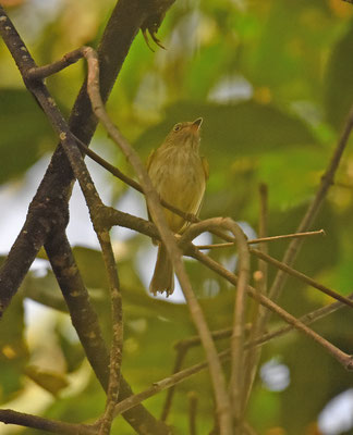 Helmeted Pygmy-Tyrant