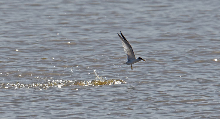 Yellow-billed Tern