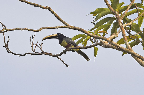Black-necked Aracari