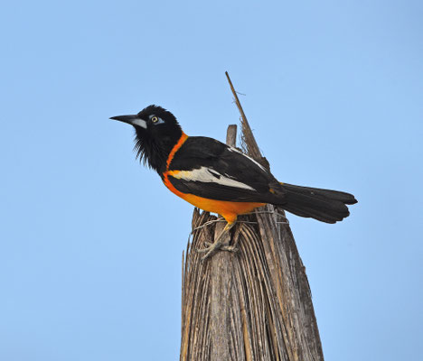 Venezuelan Troupial