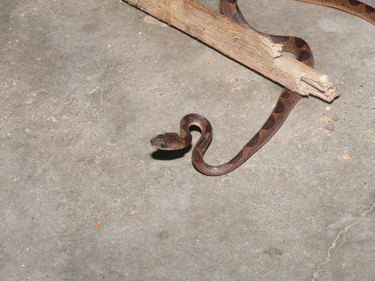 Leptodeira annulata - Kattenoogslang (pinaoroekoekoe)