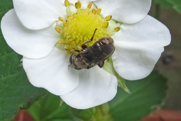 Eumerus spec - Bollenzweefvlieg onbekend